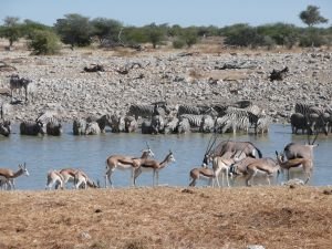 DNA barcoding for plants and animals