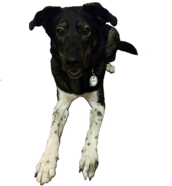 verfid rfid for pets