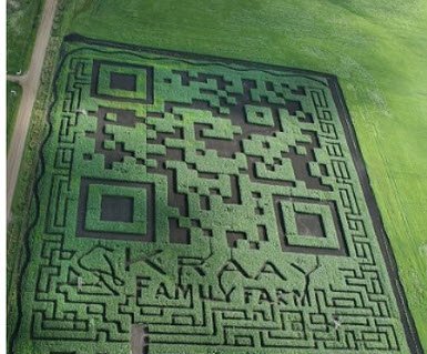 QR code in cornfield
